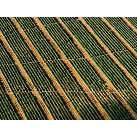 Durable Wooden Bottle fr-FR